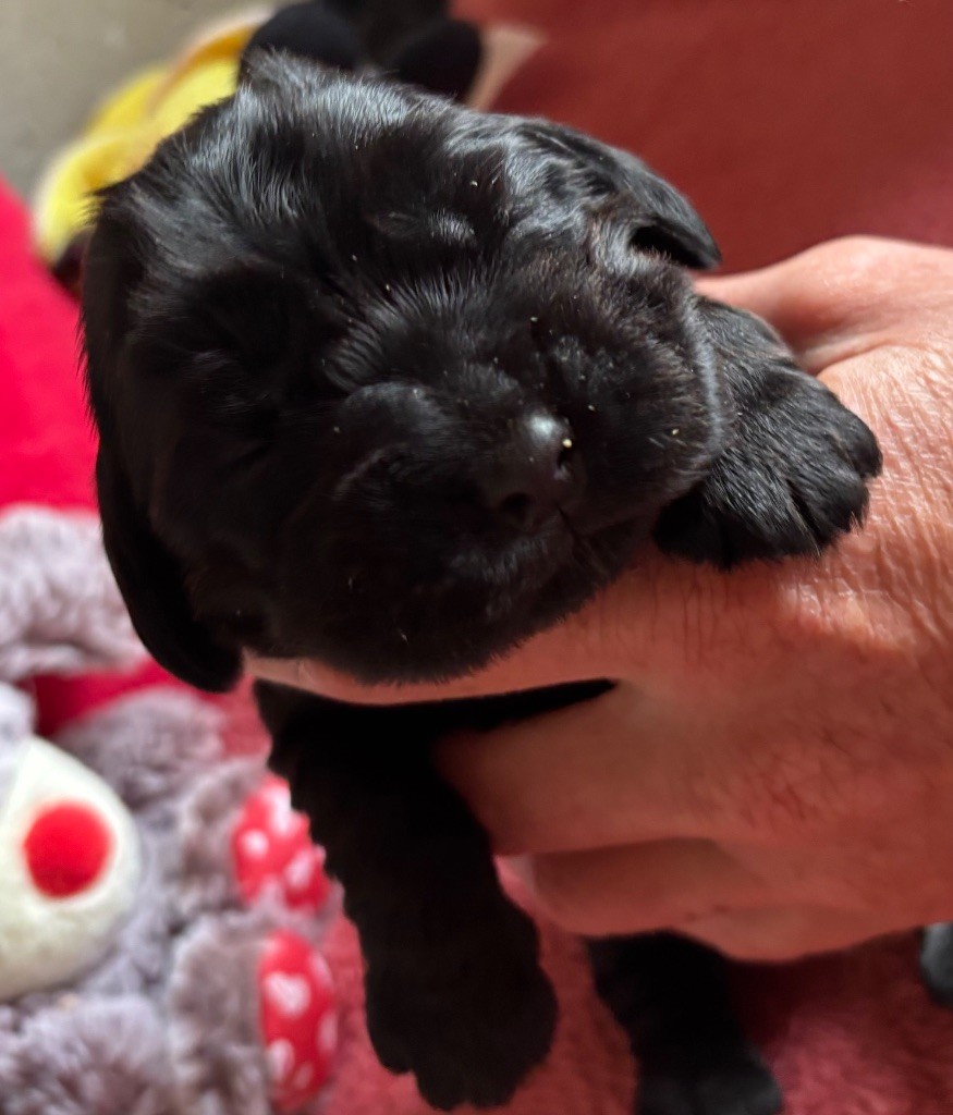des Etangs de Dame Blanche - Chiots disponibles - Cocker Spaniel Anglais