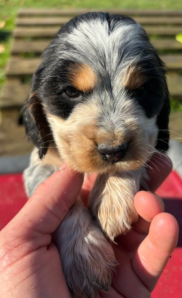 des Etangs de Dame Blanche - Chiots disponibles - Cocker Spaniel Anglais