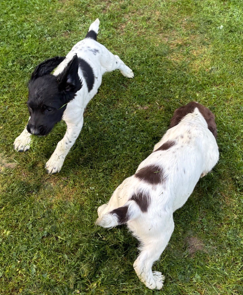 des Etangs de Dame Blanche - English Springer Spaniel - Portée née le 30/07/2025