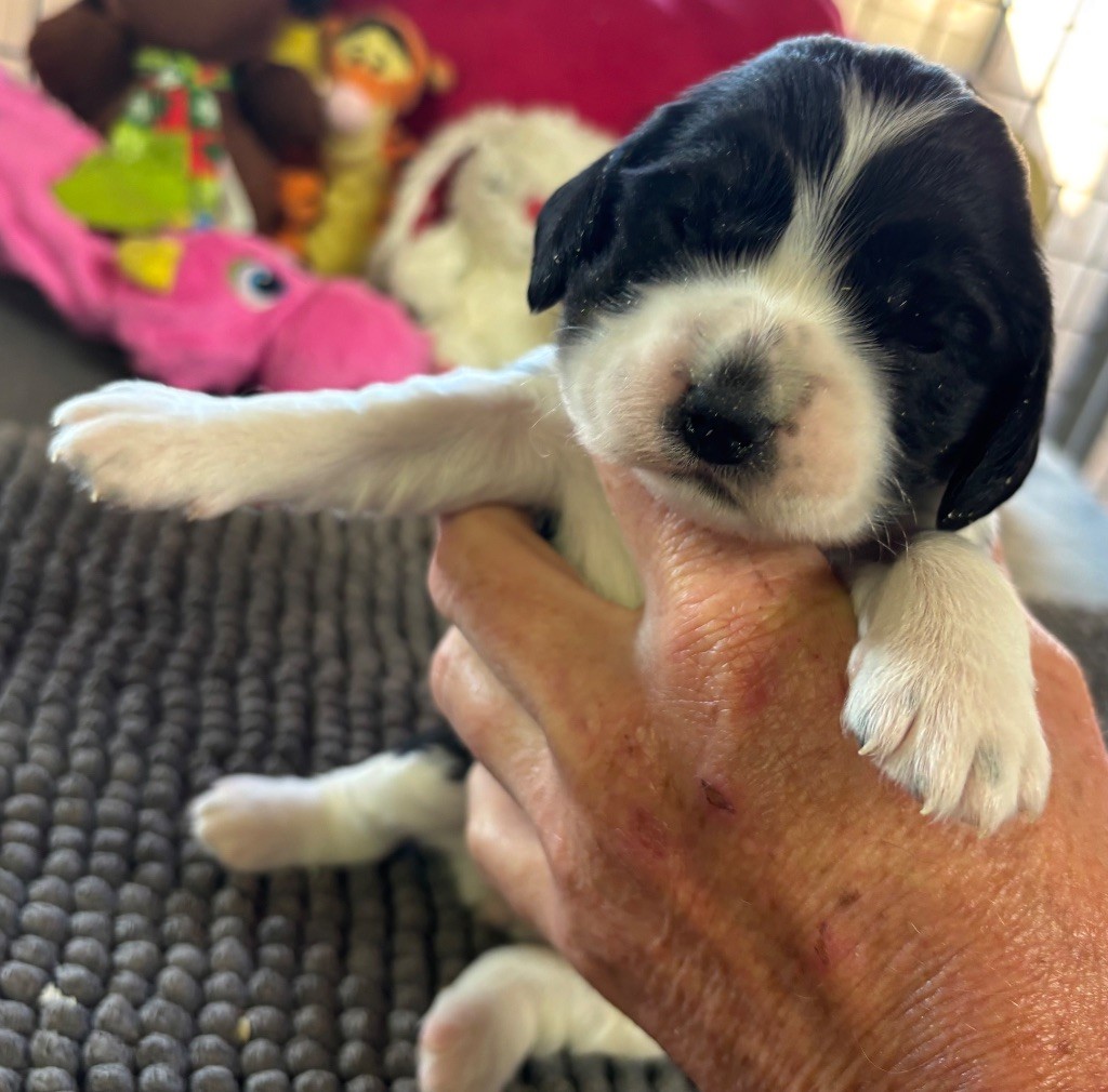 des Etangs de Dame Blanche - Chiots disponibles - Cocker Spaniel Anglais