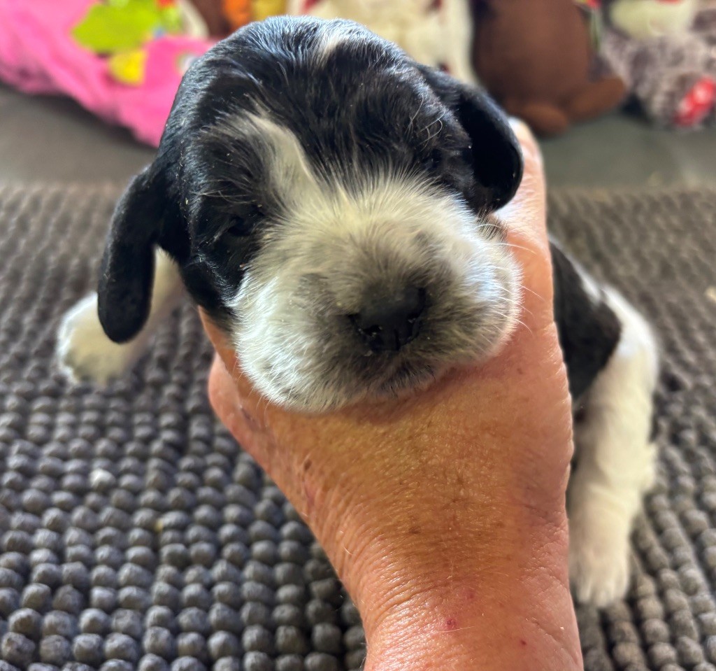 des Etangs de Dame Blanche - Chiots disponibles - Cocker Spaniel Anglais