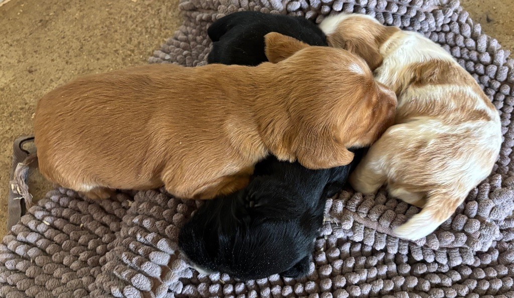 Chiot Cocker Spaniel Anglais des Etangs de Dame Blanche