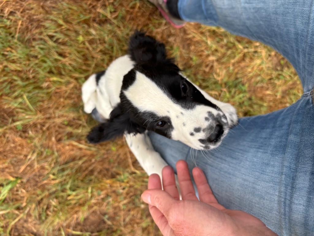 des Etangs de Dame Blanche - English Springer Spaniel - Portée née le 03/05/2025