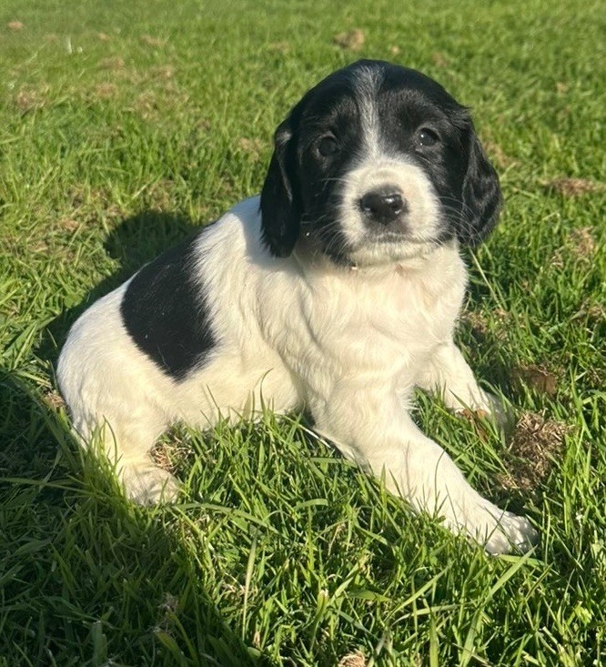 des Etangs de Dame Blanche - Chiots disponibles - English Springer Spaniel