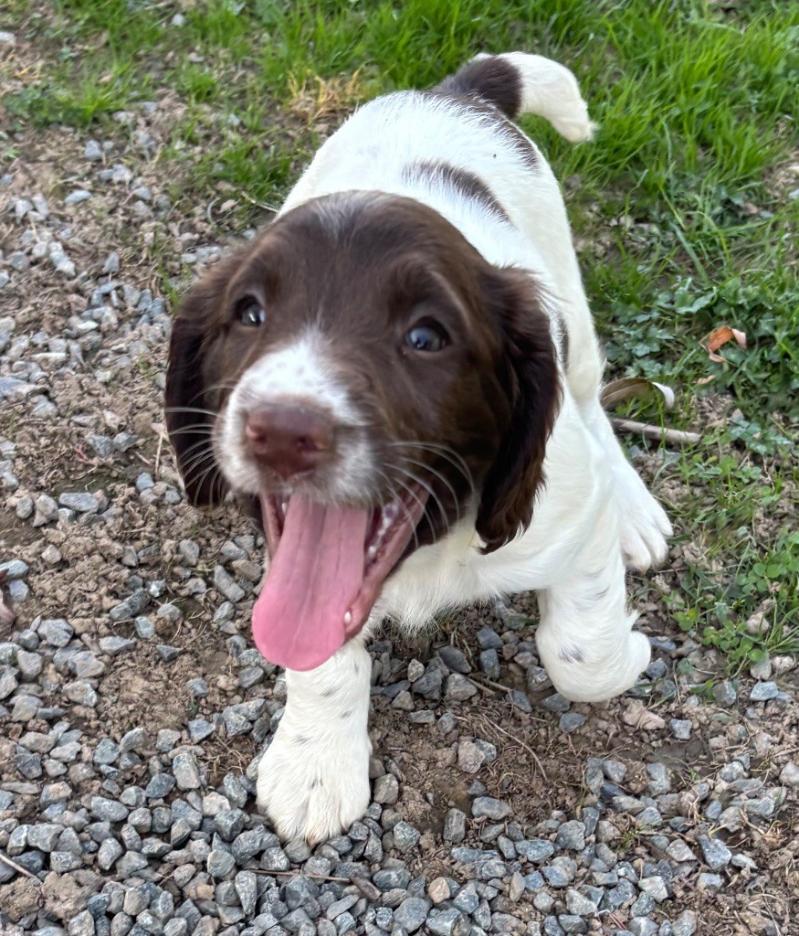 des Etangs de Dame Blanche - Chiots disponibles - English Springer Spaniel