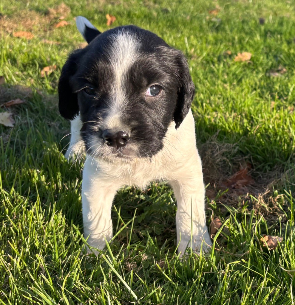des Etangs de Dame Blanche - Chiots disponibles - English Springer Spaniel