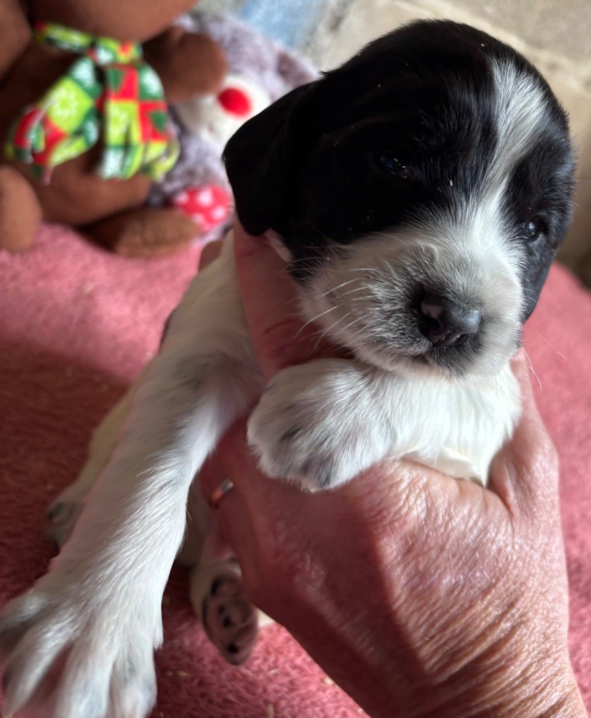 des Etangs de Dame Blanche - Chiots disponibles - English Springer Spaniel