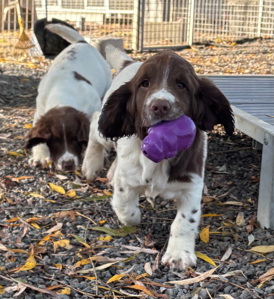 des Etangs de Dame Blanche - Chiots disponibles - English Springer Spaniel