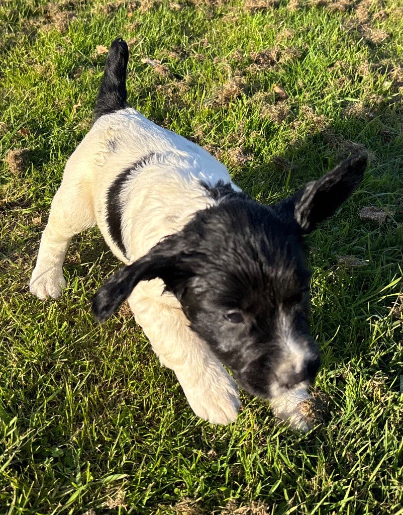 des Etangs de Dame Blanche - Chiots disponibles - English Springer Spaniel