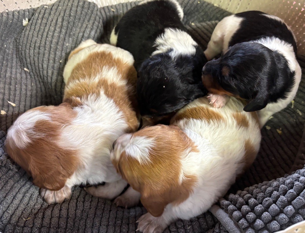 Chiot Epagneul Breton des Etangs de Dame Blanche