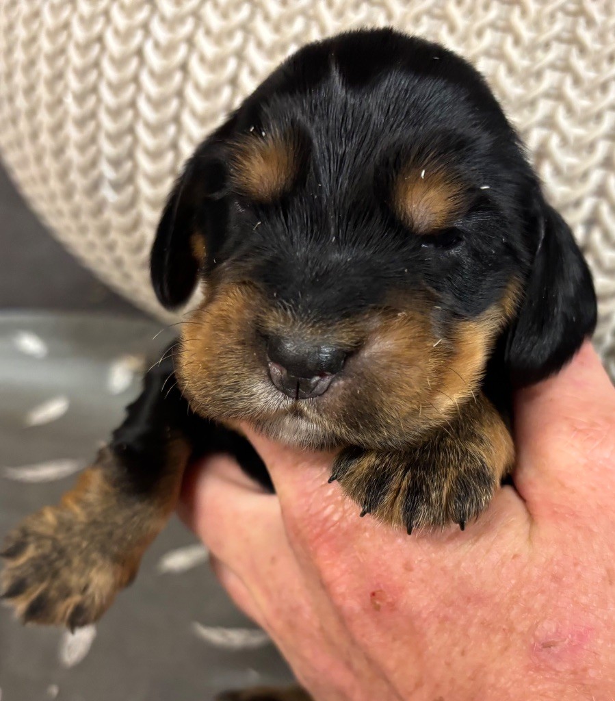 des Etangs de Dame Blanche - Chiots disponibles - Cocker Spaniel Anglais