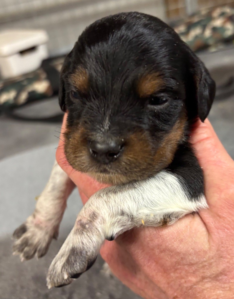 des Etangs de Dame Blanche - Chiots disponibles - Epagneul Breton