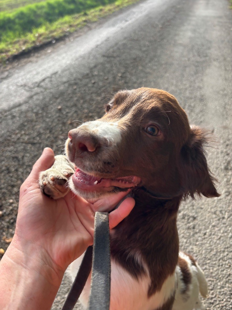 des Etangs de Dame Blanche - Chiots disponibles - English Springer Spaniel