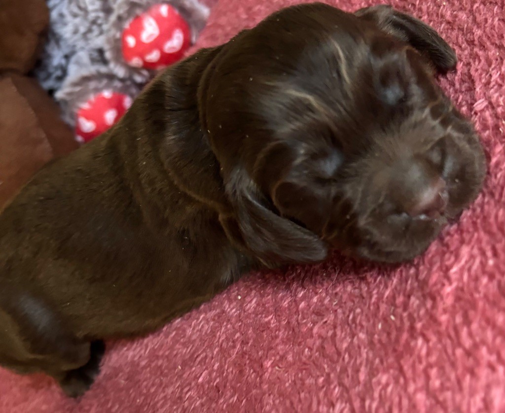 des Etangs de Dame Blanche - Chiots disponibles - Cocker Spaniel Anglais
