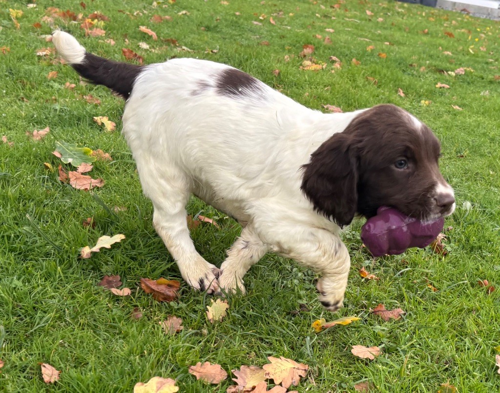 des Etangs de Dame Blanche - Chiots disponibles - English Springer Spaniel
