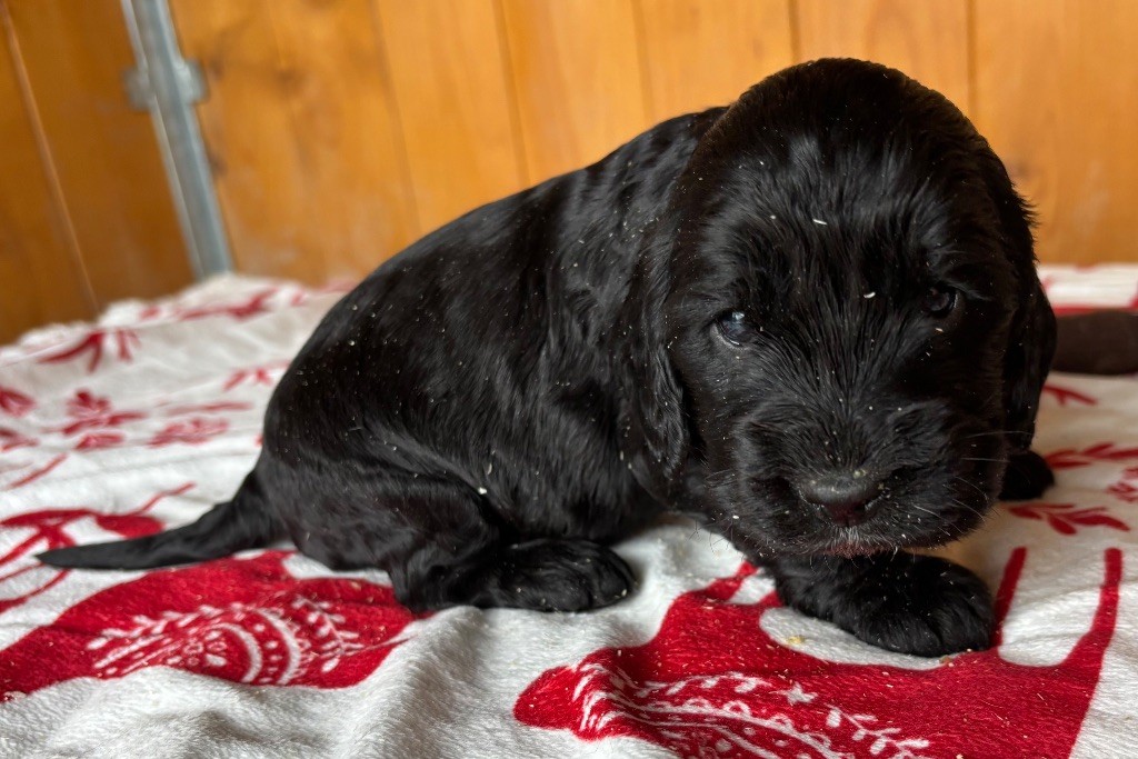des Etangs de Dame Blanche - Chiots disponibles - Cocker Spaniel Anglais