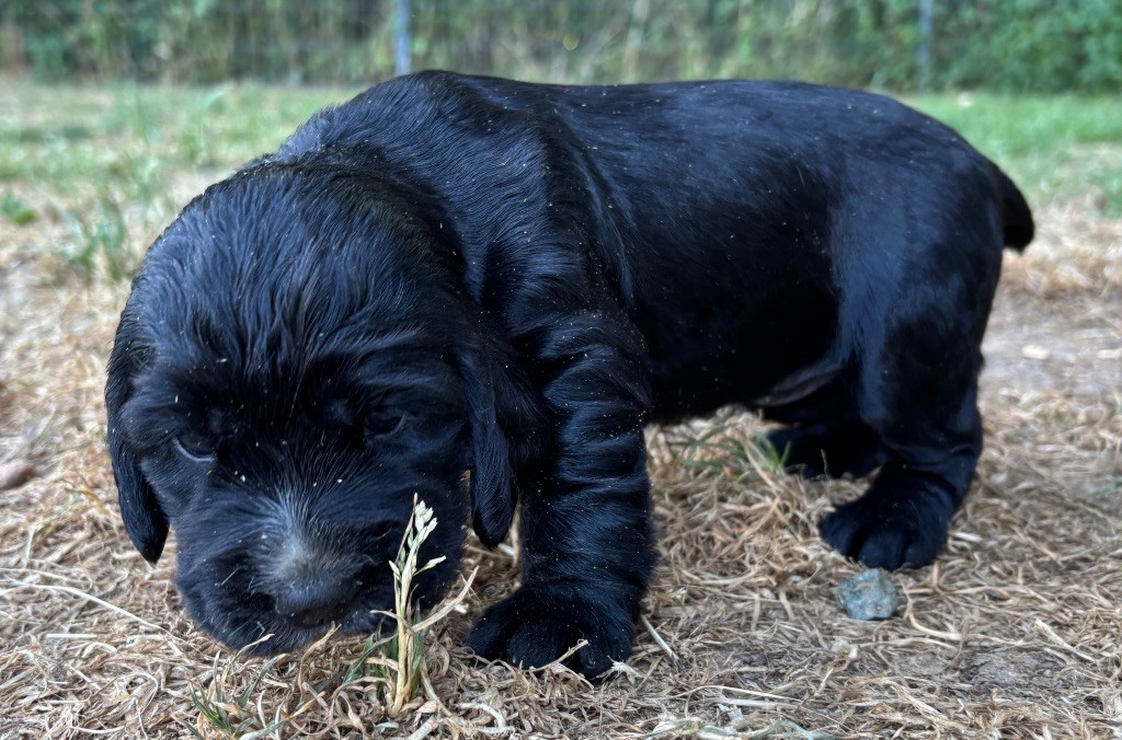 des Etangs de Dame Blanche - Chiots disponibles - Cocker Spaniel Anglais