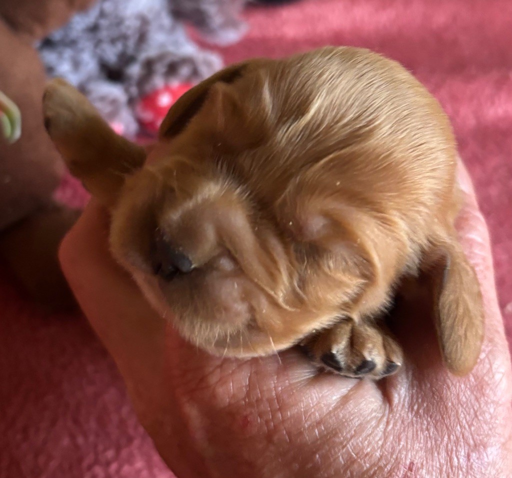 des Etangs de Dame Blanche - Chiots disponibles - Cocker Spaniel Anglais