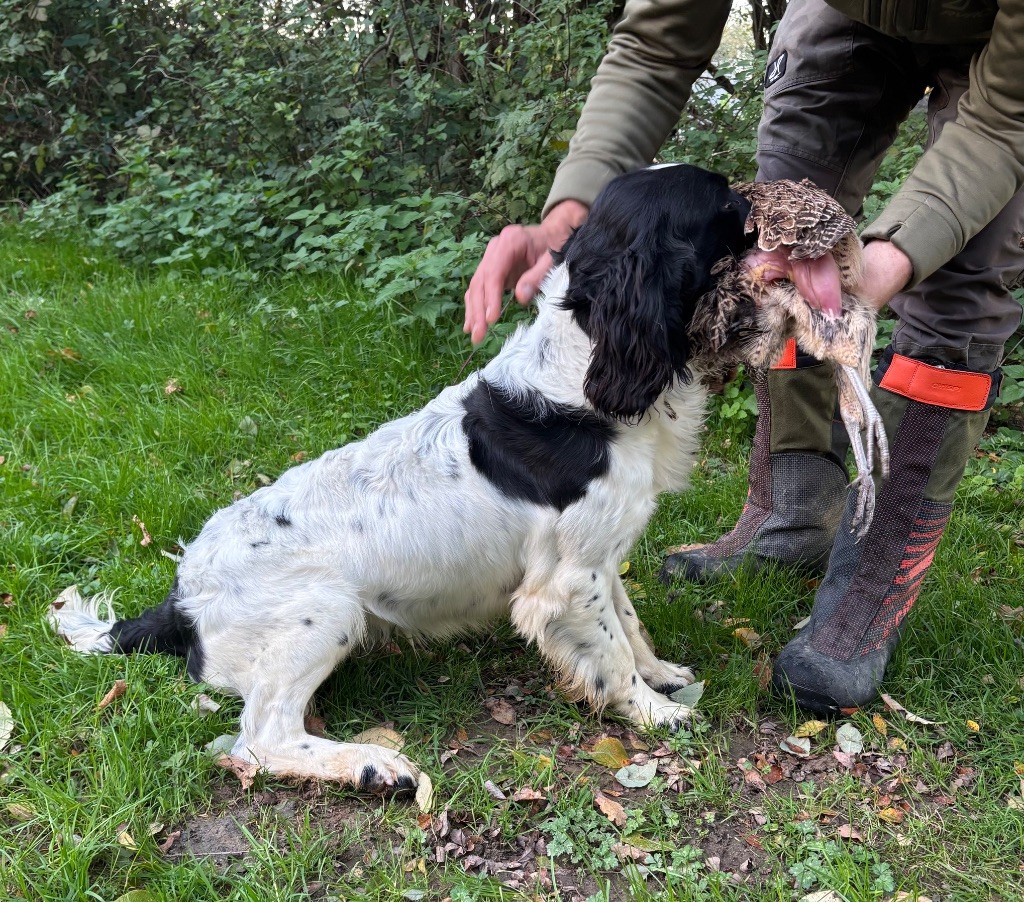des Etangs de Dame Blanche - Chiots disponibles - English Springer Spaniel