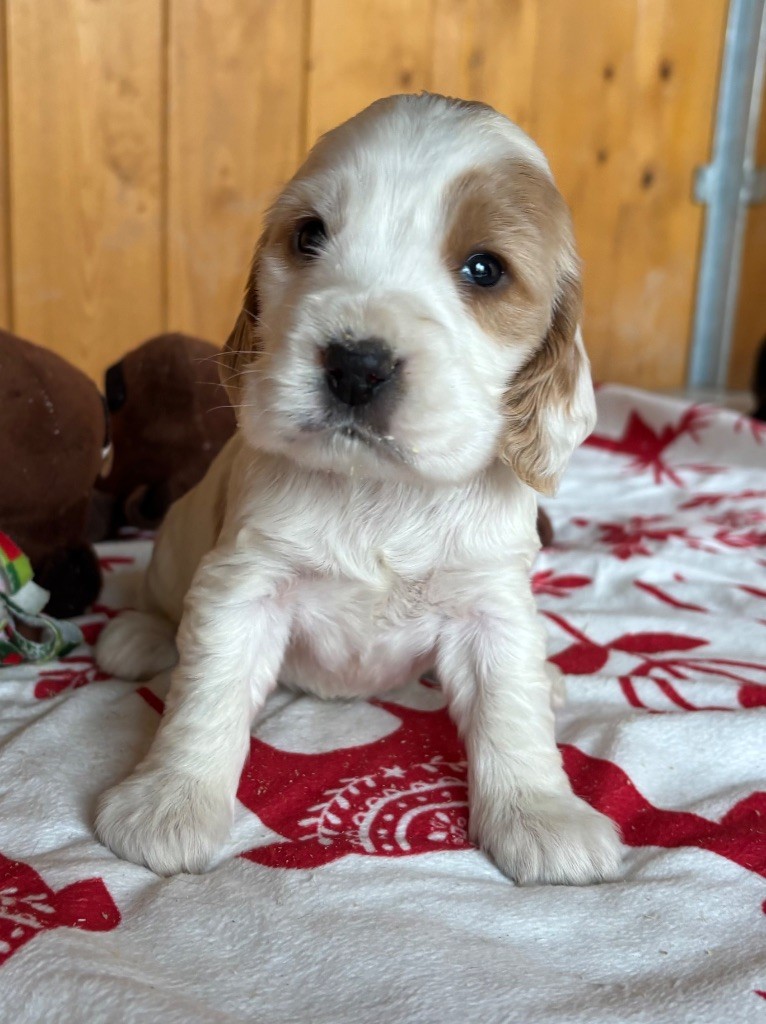 des Etangs de Dame Blanche - Chiots disponibles - Cocker Spaniel Anglais