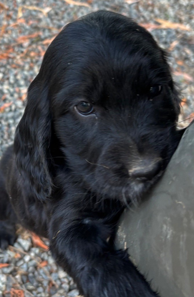des Etangs de Dame Blanche - Chiots disponibles - Cocker Spaniel Anglais