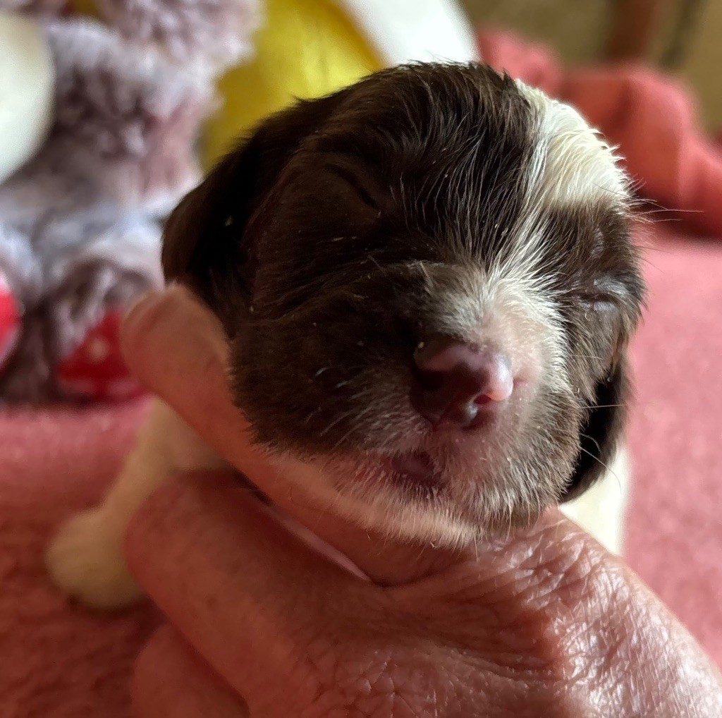 des Etangs de Dame Blanche - Chiots disponibles - English Springer Spaniel