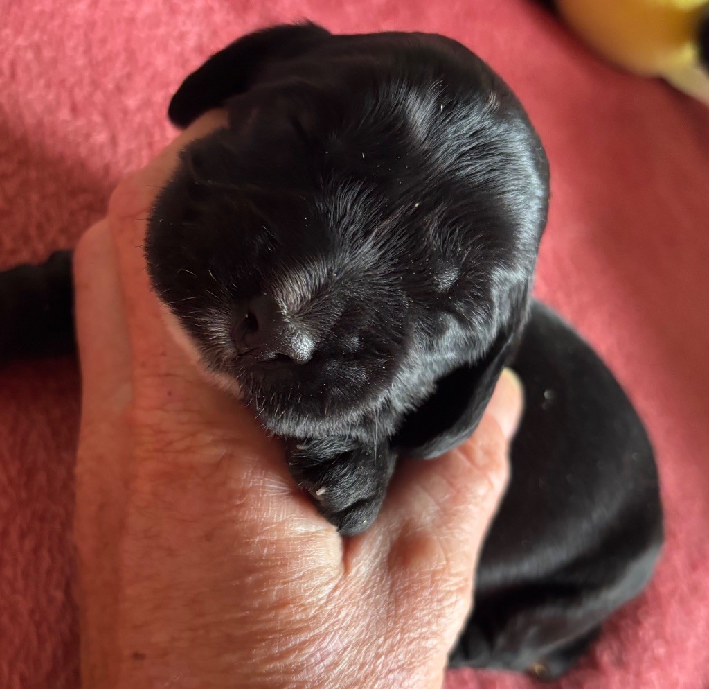 des Etangs de Dame Blanche - Chiots disponibles - Cocker Spaniel Anglais