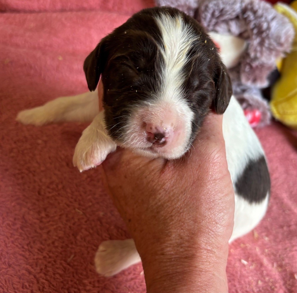 des Etangs de Dame Blanche - Chiots disponibles - English Springer Spaniel
