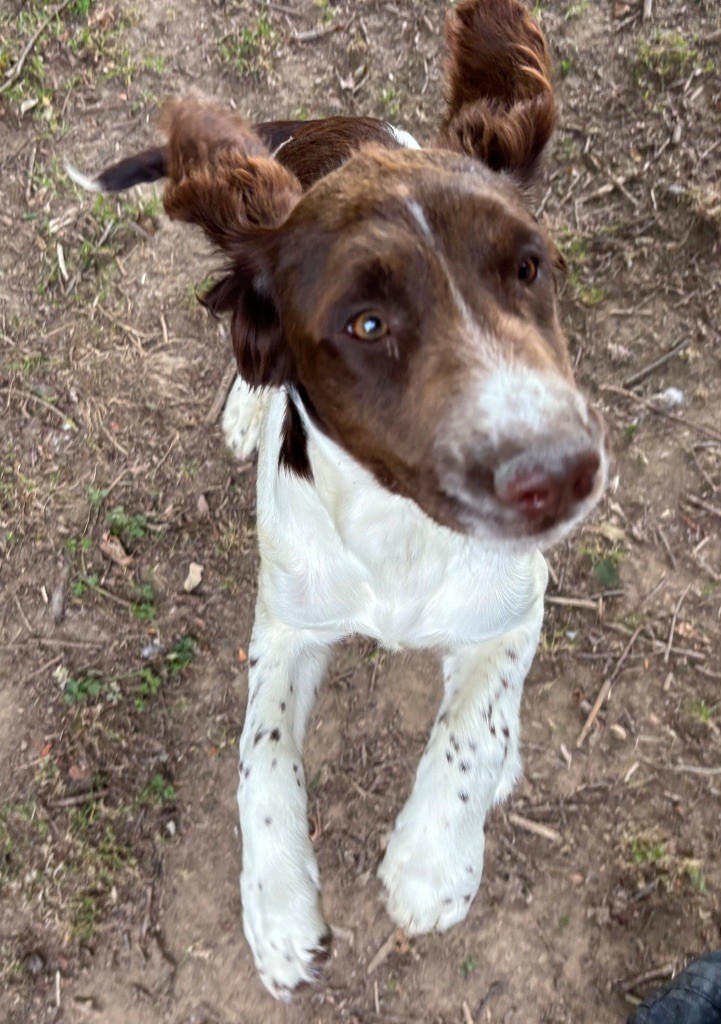 des Etangs de Dame Blanche - English Springer Spaniel - Portée née le 27/03/2025