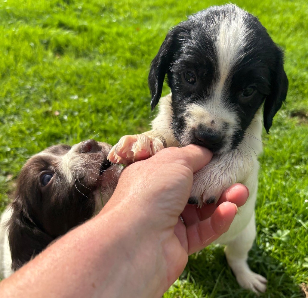 des Etangs de Dame Blanche - Chiots disponibles - English Springer Spaniel