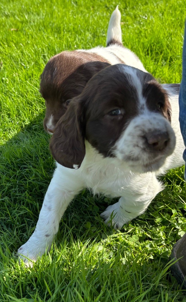 des Etangs de Dame Blanche - Chiots disponibles - English Springer Spaniel