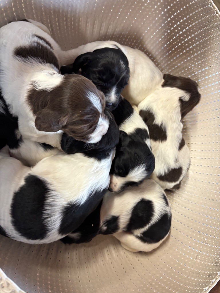 Chiot English Springer Spaniel des Etangs de Dame Blanche
