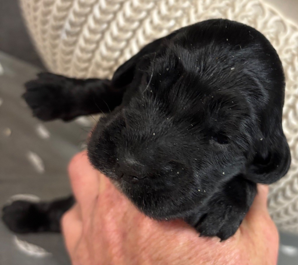 des Etangs de Dame Blanche - Chiots disponibles - Cocker Spaniel Anglais