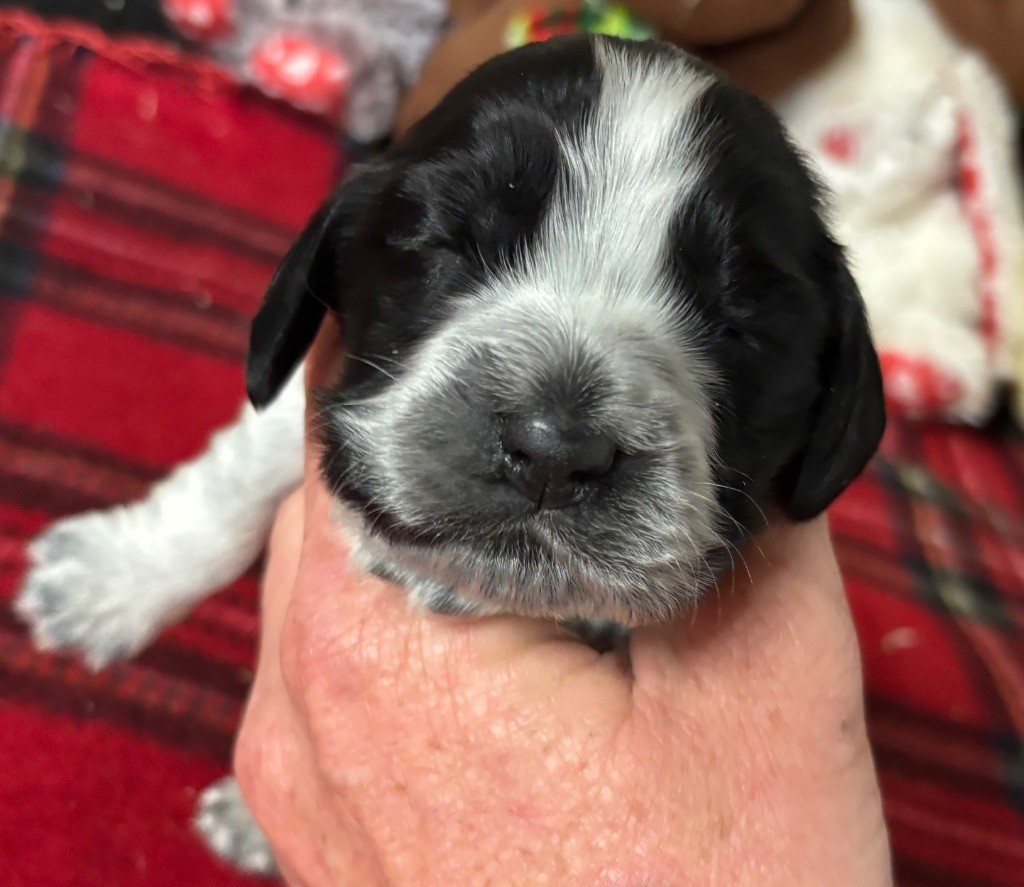 des Etangs de Dame Blanche - Chiots disponibles - Cocker Spaniel Anglais