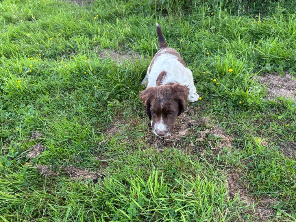 des Etangs de Dame Blanche - English Springer Spaniel - Portée née le 27/03/2025