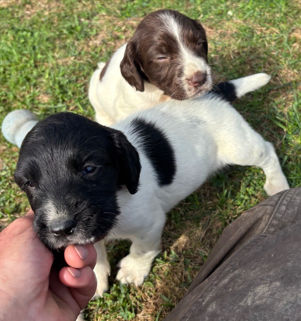 des Etangs de Dame Blanche - Chiots disponibles - English Springer Spaniel