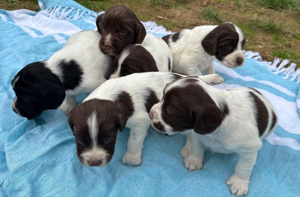 des Etangs de Dame Blanche - English Springer Spaniel - Portée née le 16/08/2025