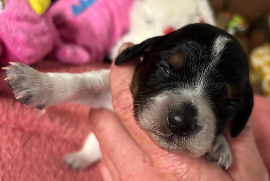 des Etangs de Dame Blanche - Chiots disponibles - Epagneul Breton