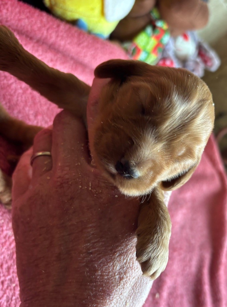 des Etangs de Dame Blanche - Chiots disponibles - Cocker Spaniel Anglais