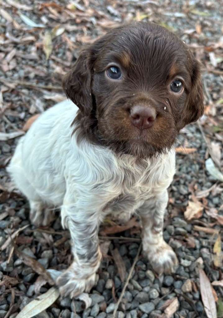des Etangs de Dame Blanche - Chiots disponibles - Epagneul Breton