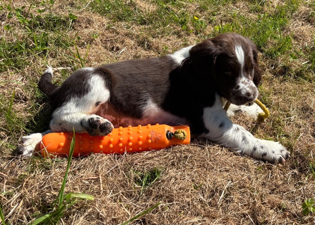 des Etangs de Dame Blanche - Chiots disponibles - English Springer Spaniel