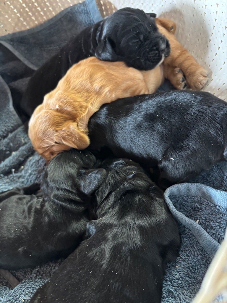 Chiot Cocker Spaniel Anglais des Etangs de Dame Blanche