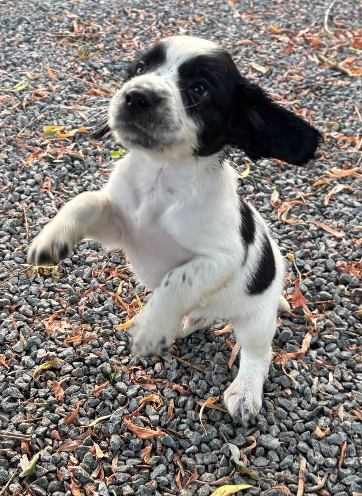 des Etangs de Dame Blanche - Chiots disponibles - English Springer Spaniel