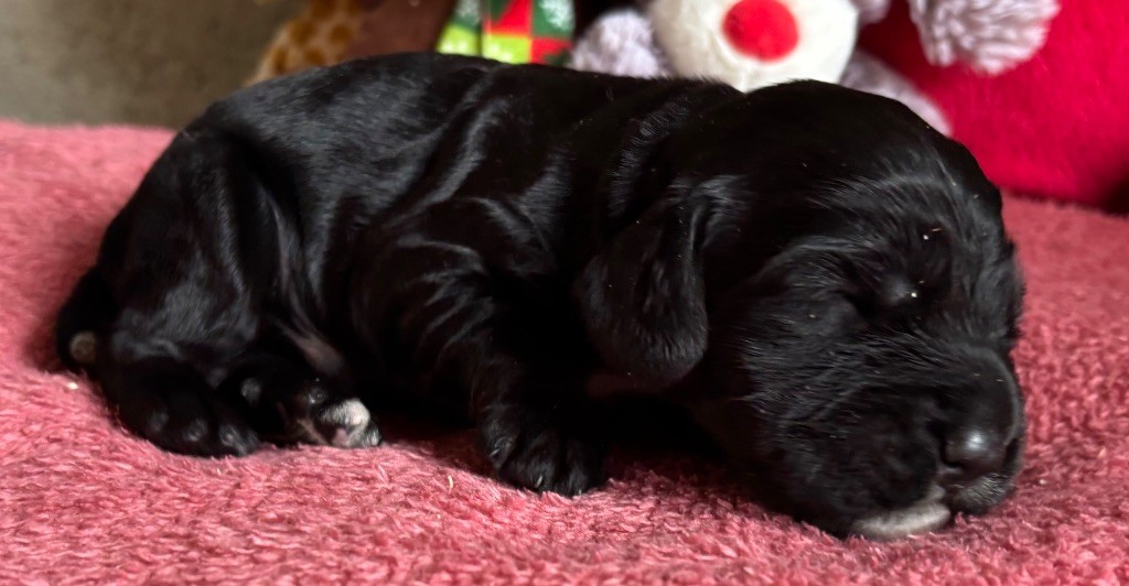 des Etangs de Dame Blanche - Chiots disponibles - Cocker Spaniel Anglais