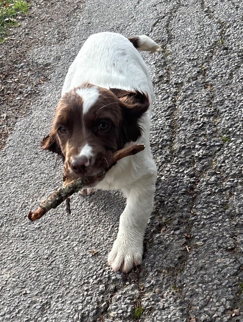 des Etangs de Dame Blanche - Chiots disponibles - English Springer Spaniel