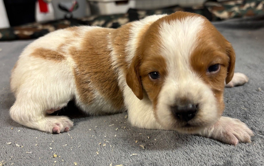 des Etangs de Dame Blanche - Chiots disponibles - Epagneul Breton