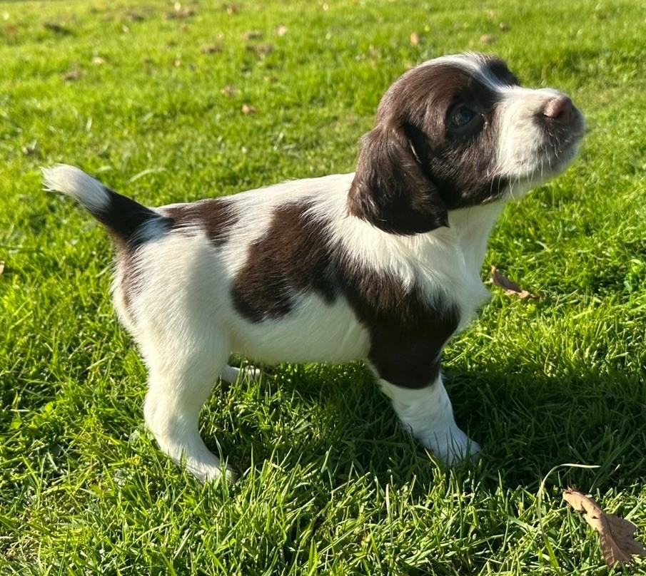 des Etangs de Dame Blanche - Chiots disponibles - English Springer Spaniel