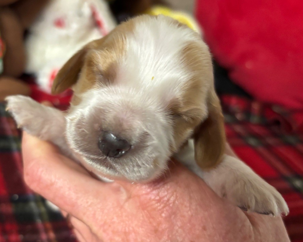 des Etangs de Dame Blanche - Chiots disponibles - Cocker Spaniel Anglais