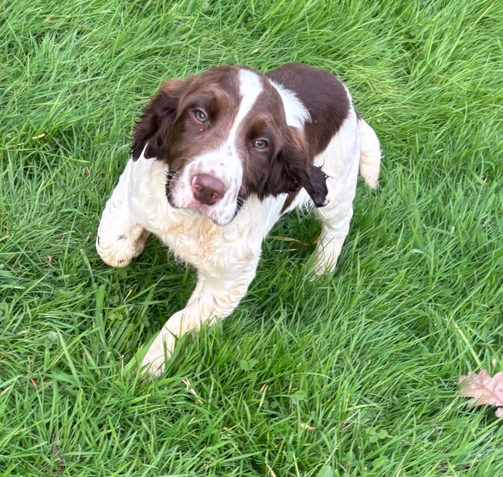 des Etangs de Dame Blanche - Chiots disponibles - English Springer Spaniel