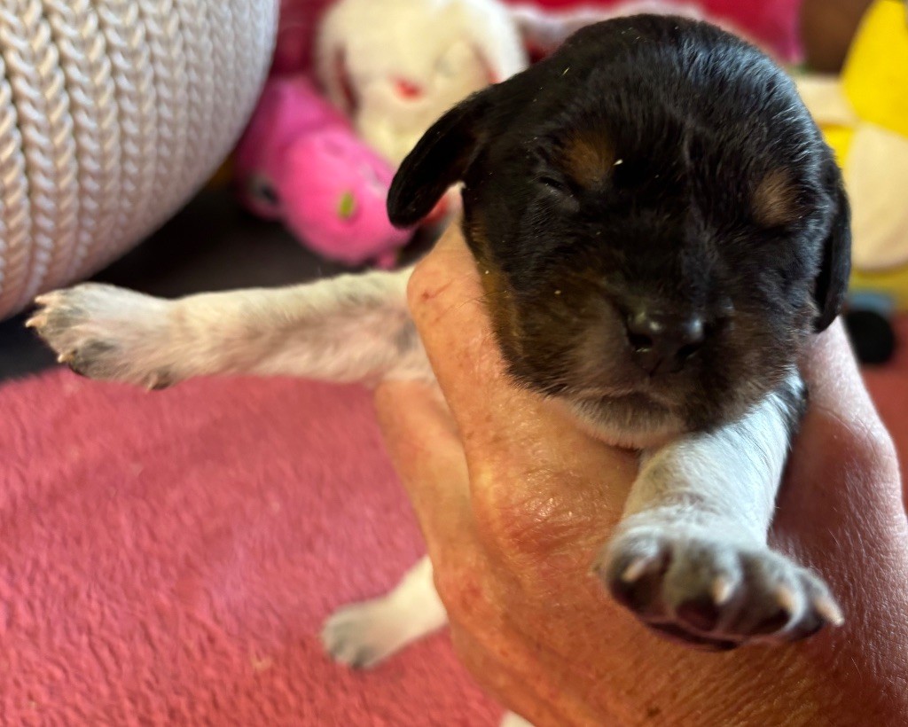 des Etangs de Dame Blanche - Chiots disponibles - Epagneul Breton